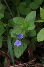 Germander Speedwell
