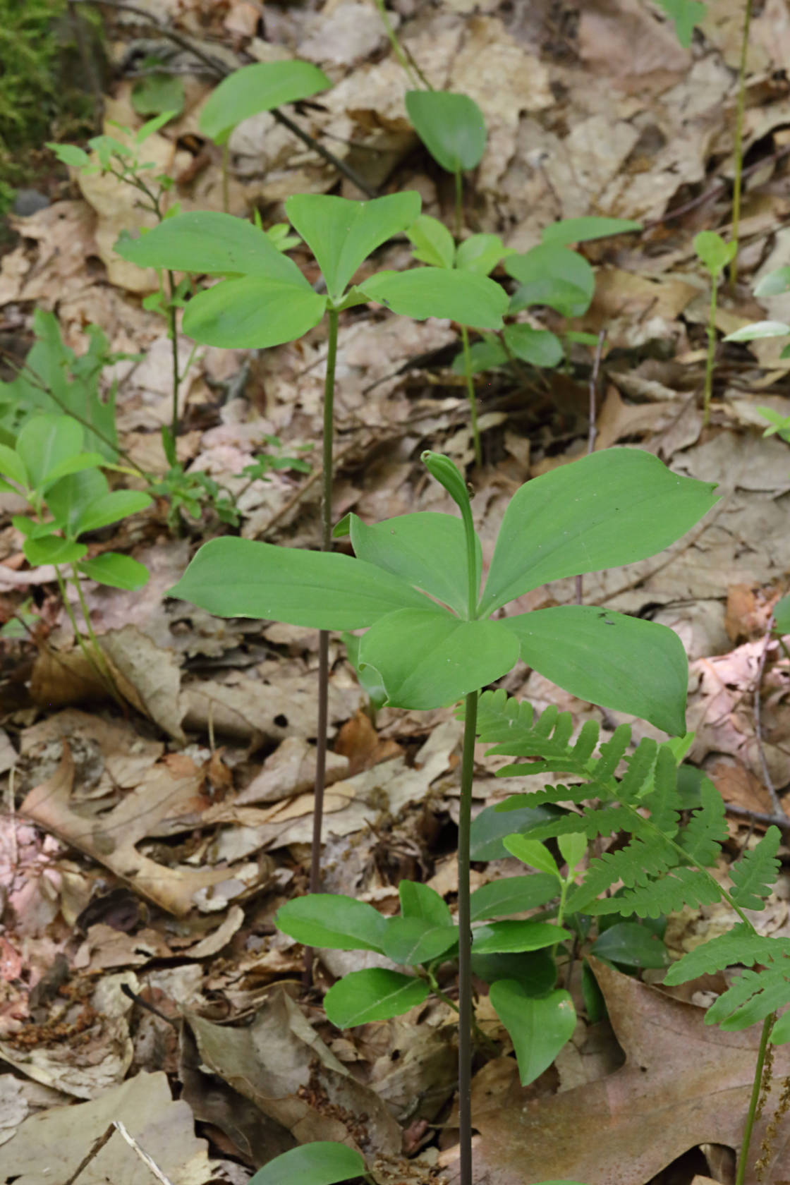 Large Whorled Pogonia