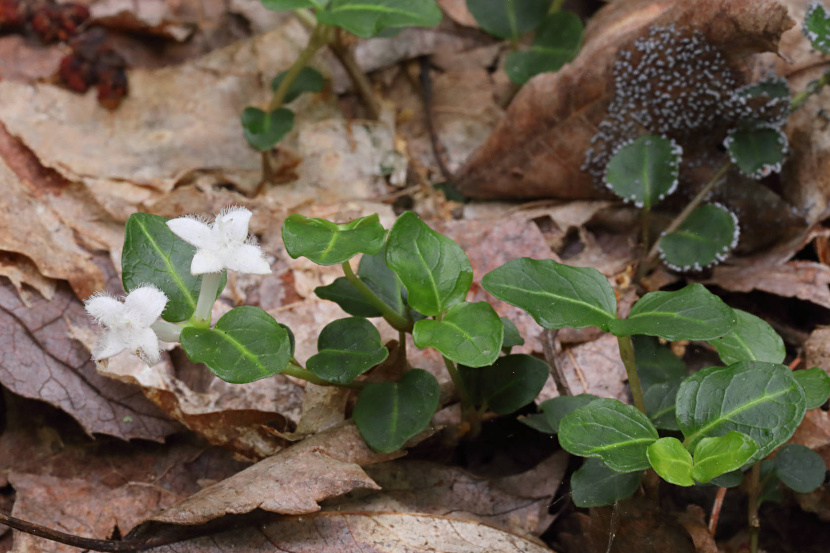 Partridge Berry