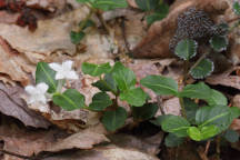 Partridge Berry