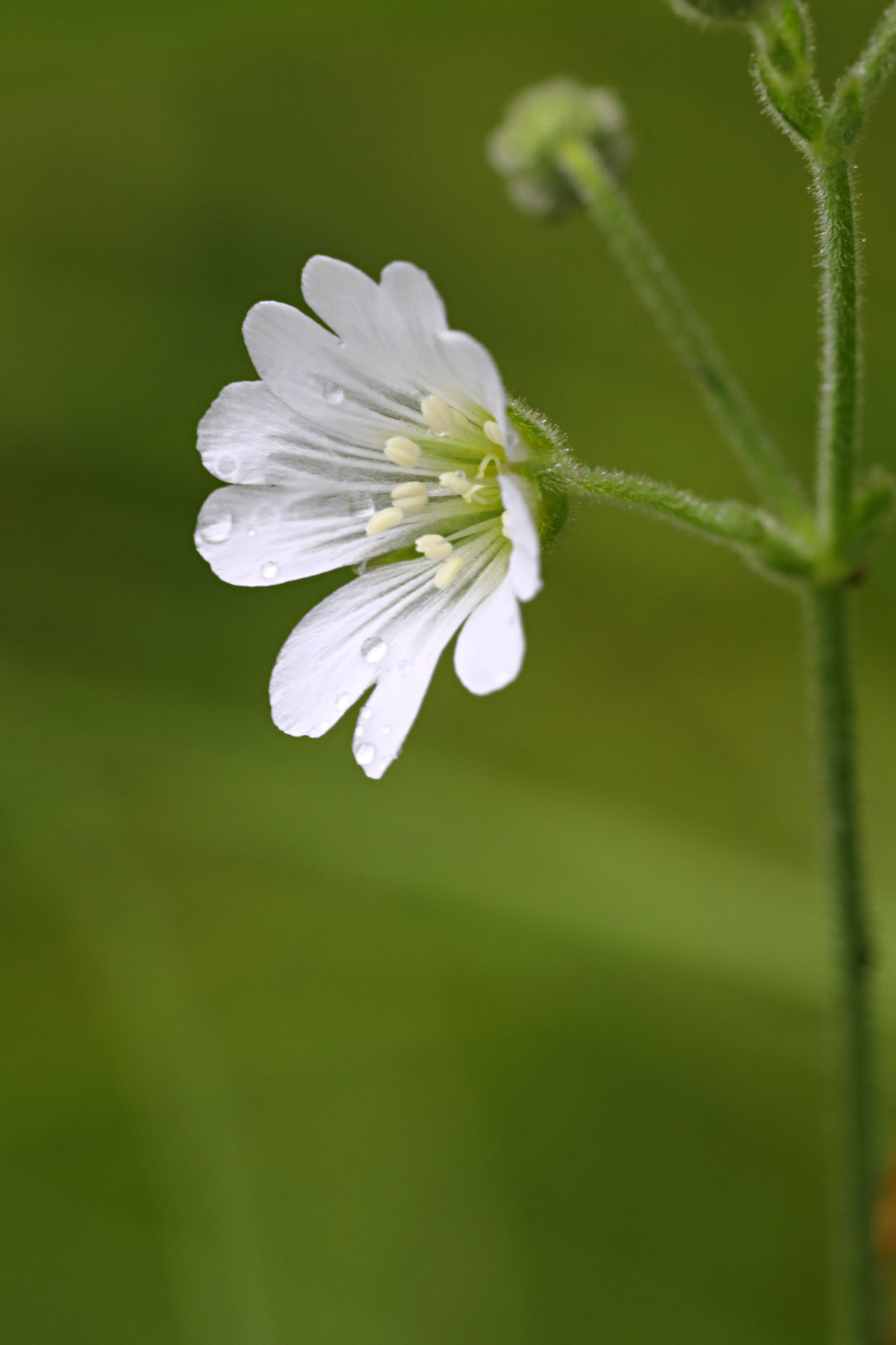 Boreal Chickweed