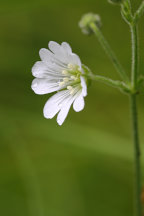 Boreal Chickweed