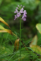 Large Purple Fringed Orchid