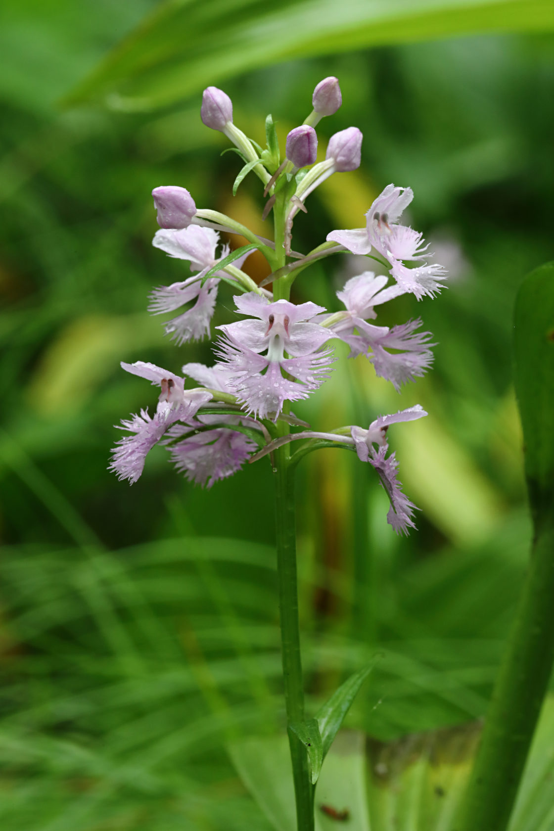 Large Purple Fringed Orchid