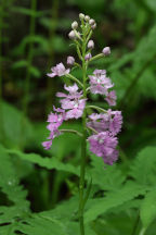 Large Purple Fringed Orchid