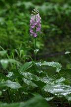 Large Purple Fringed Orchid