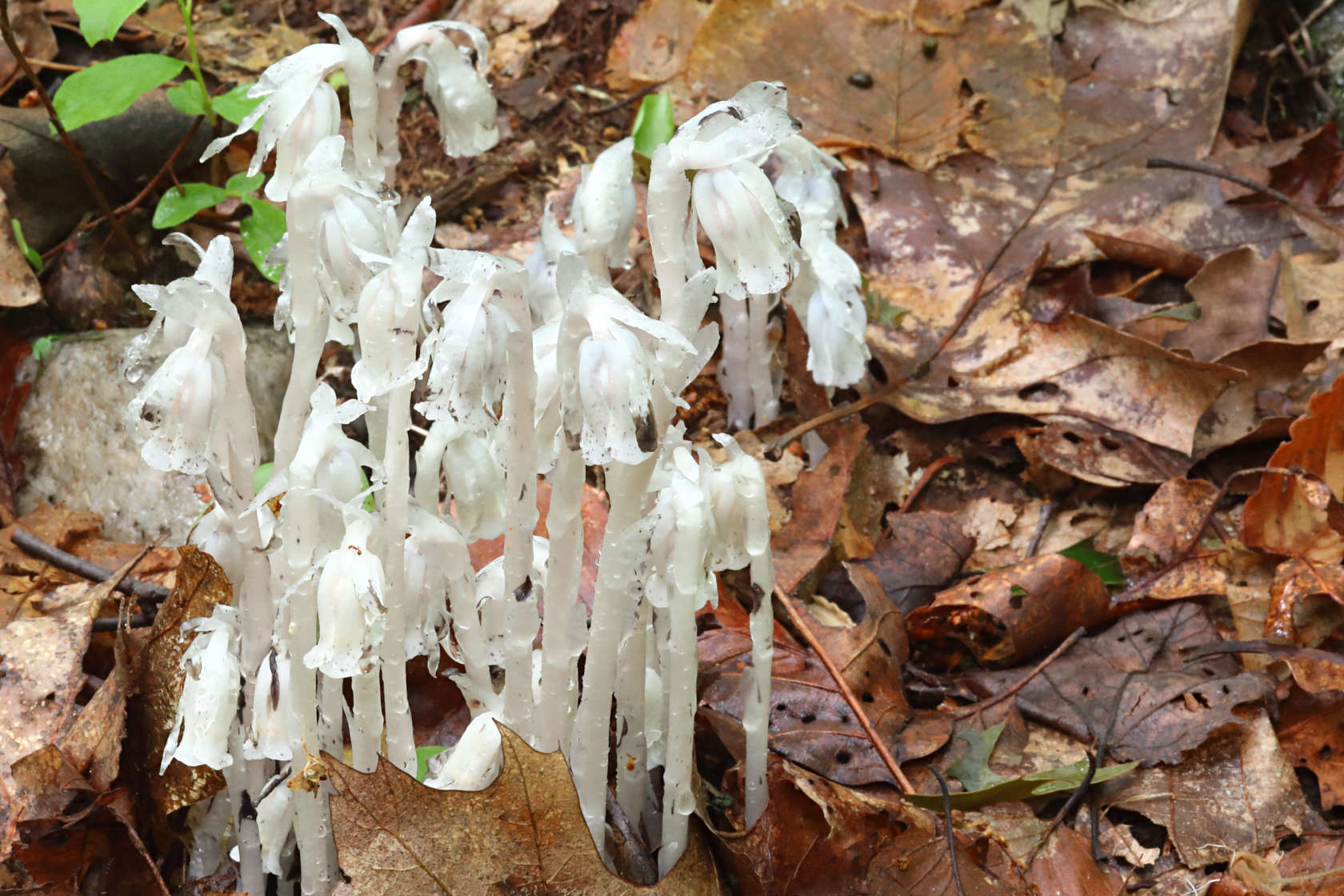 Indian Pipe