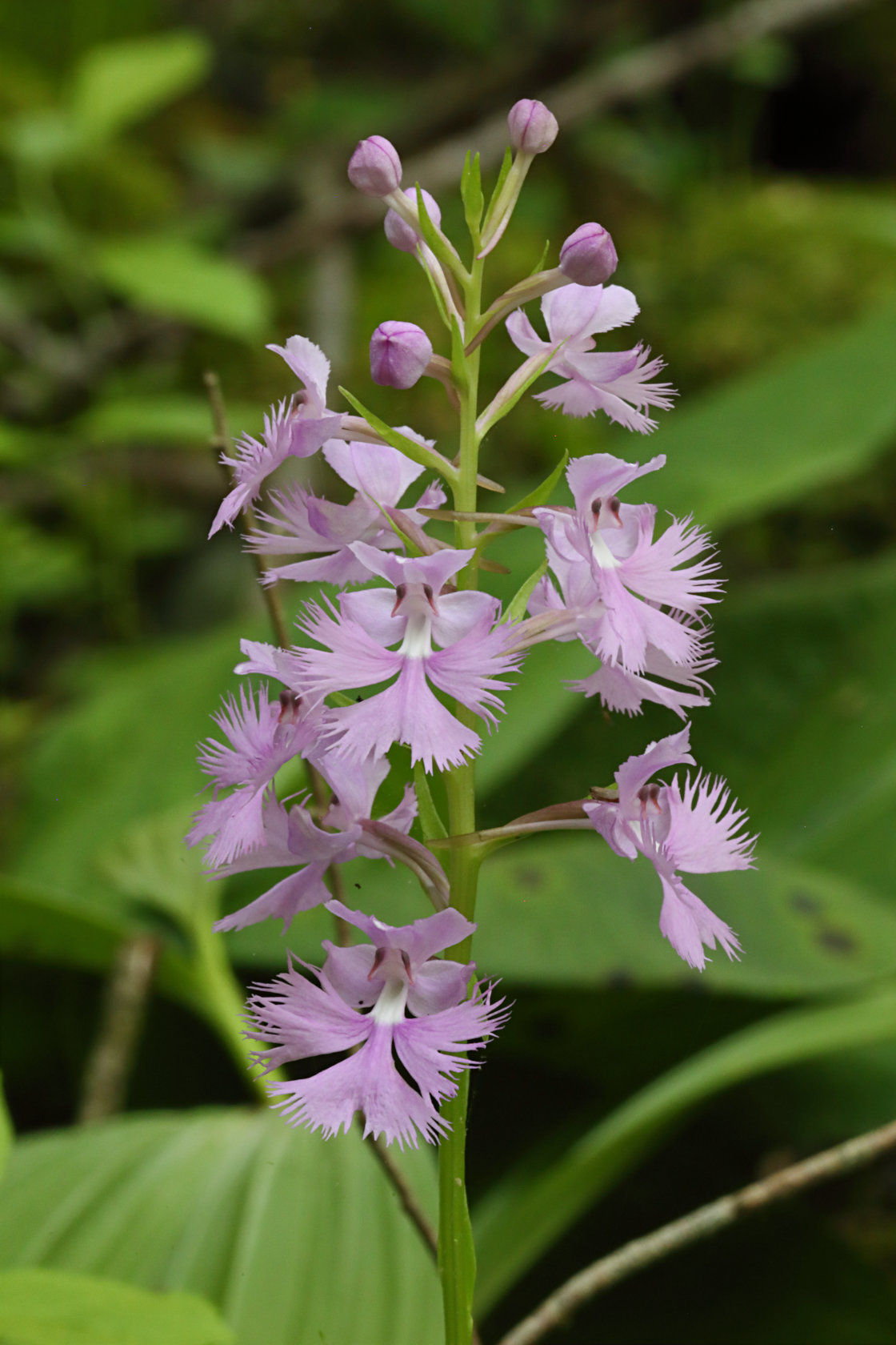 Large Purple Fringed Orchid