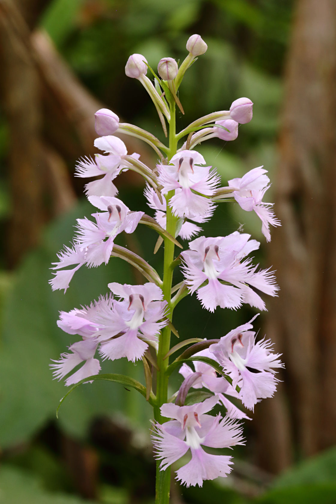 Large Purple Fringed Orchid