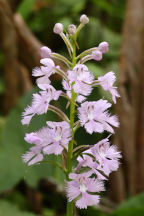 Large Purple Fringed Orchid