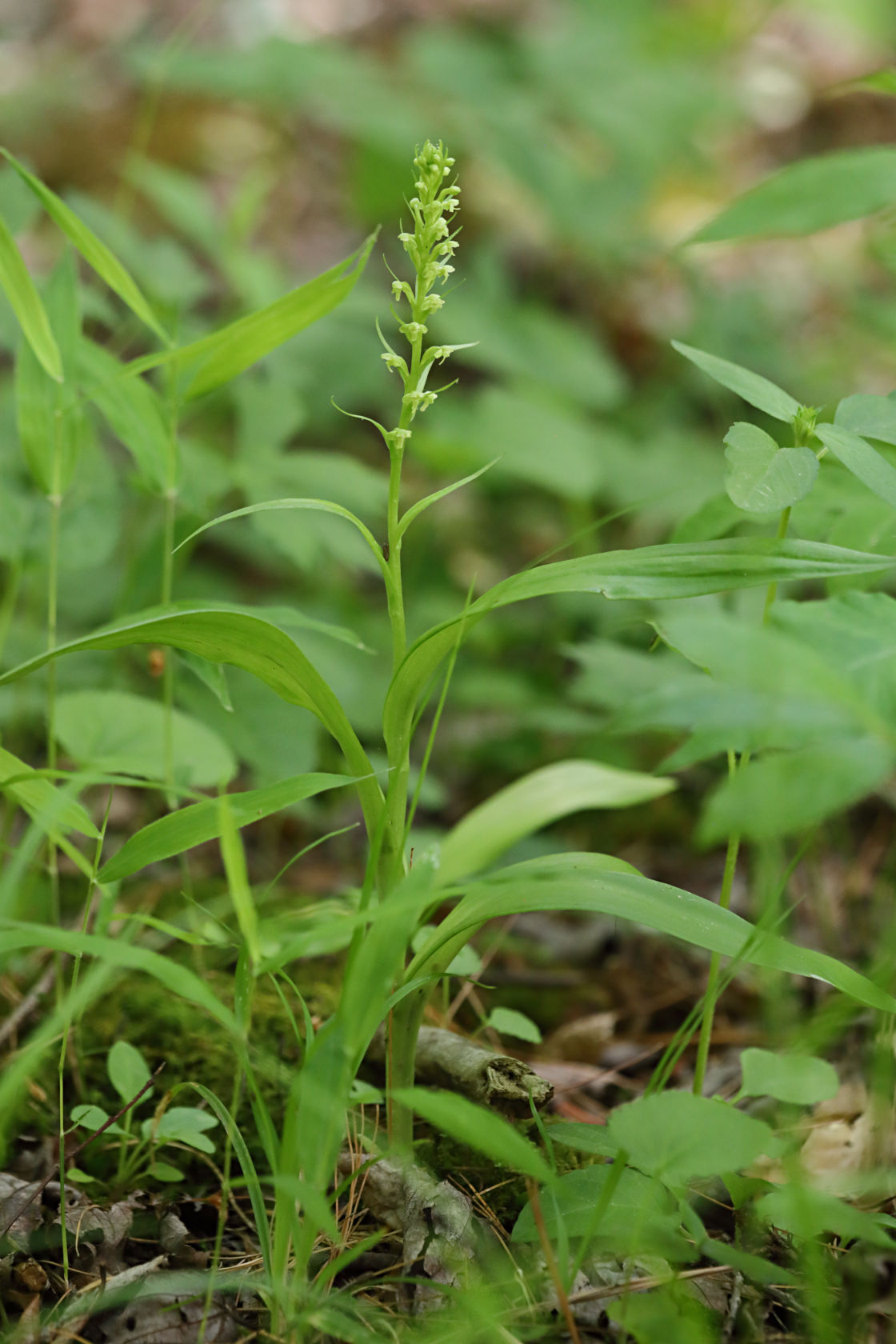 Northern Tubercled Orchid