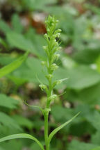 Northern Tubercled Orchid