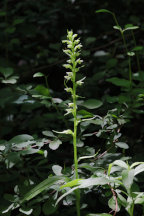 Northern Tubercled Orchid