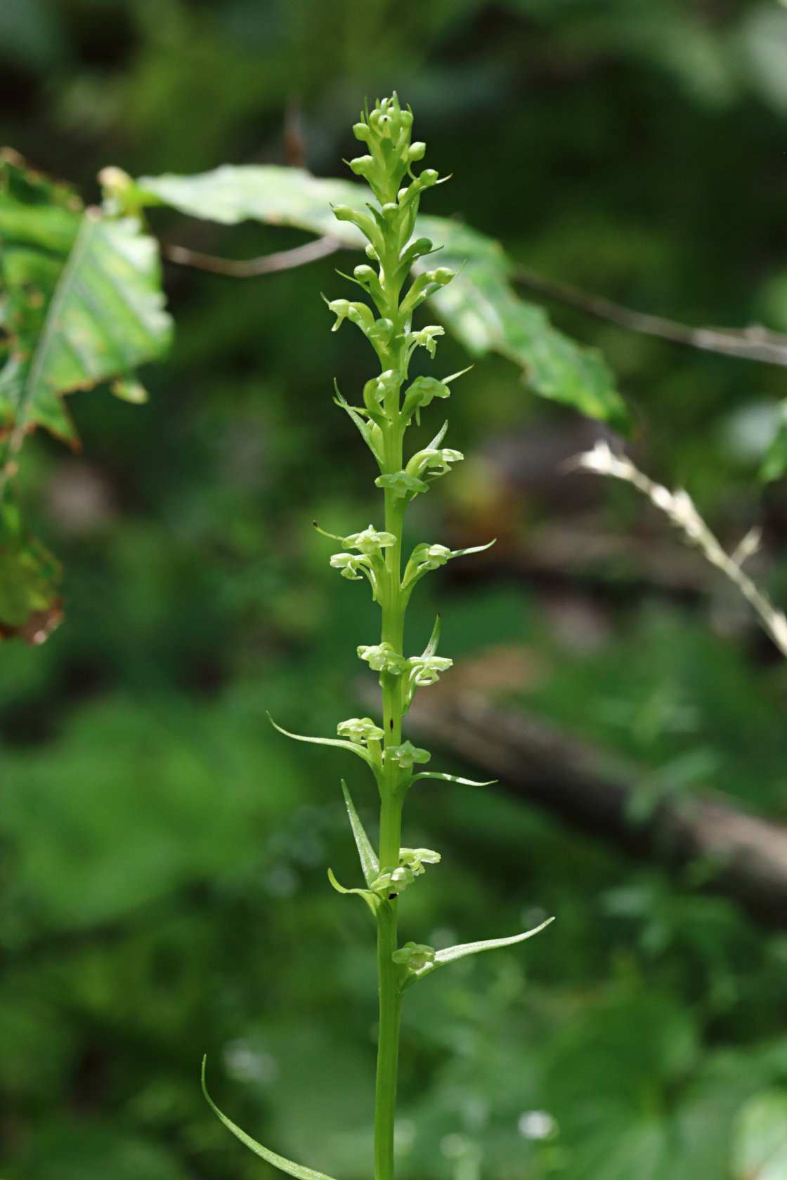 Northern Tubercled Orchid