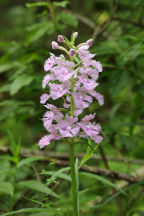 Large Purple Fringed Orchid