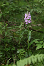 Large Purple Fringed Orchid