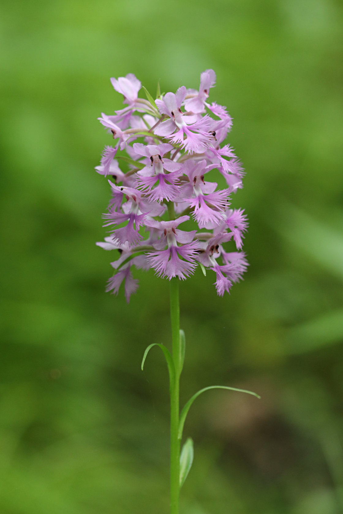 Large Purple Fringed Orchid