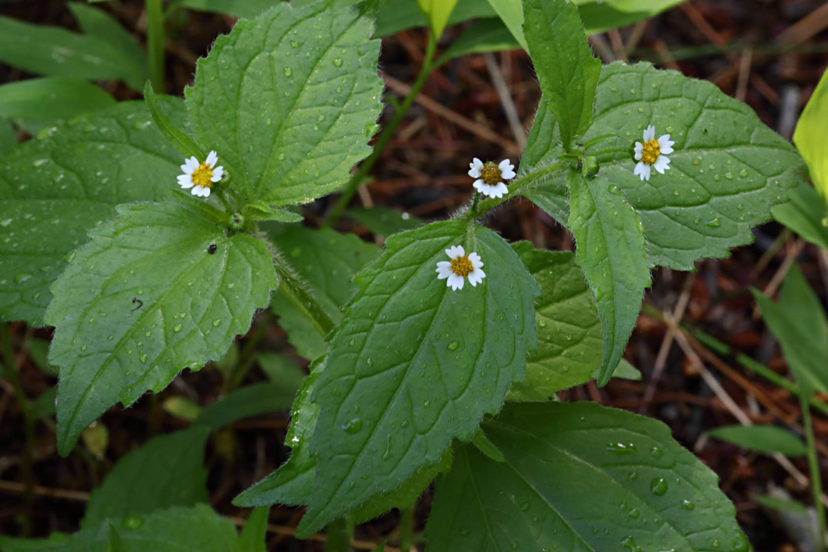 Common Quickweed