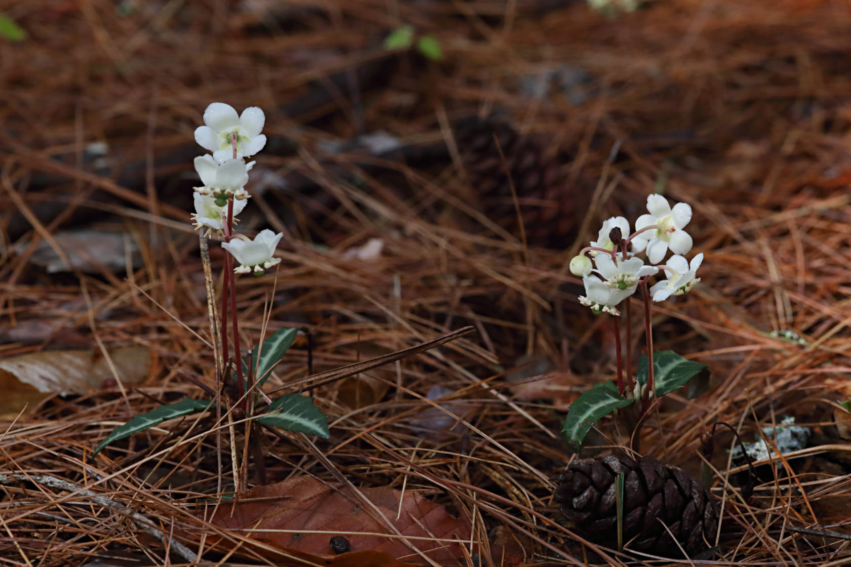 Spotted Wintergreen