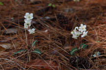 Spotted Wintergreen