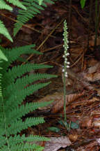 Checkered Rattlesnake Plantain