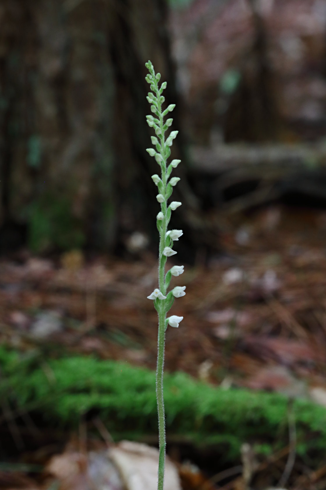 Checkered Rattlesnake Plantain