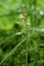 Small's Twayblade