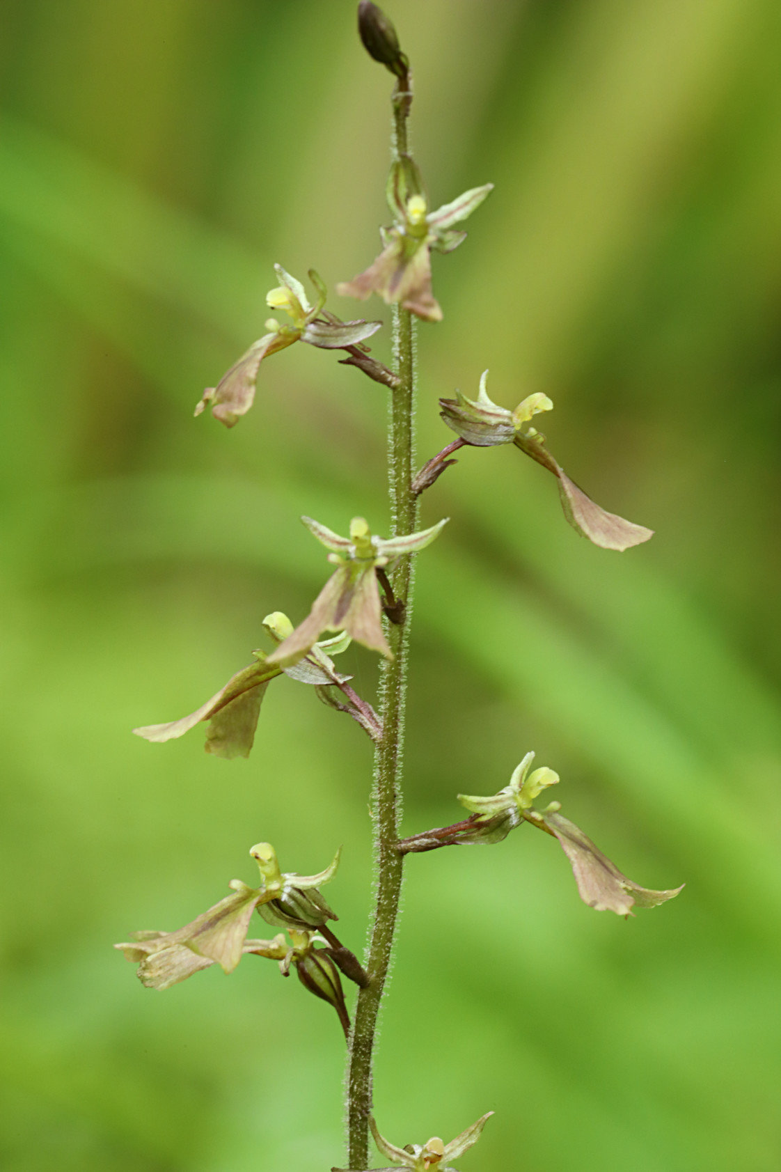 Small's Twayblade