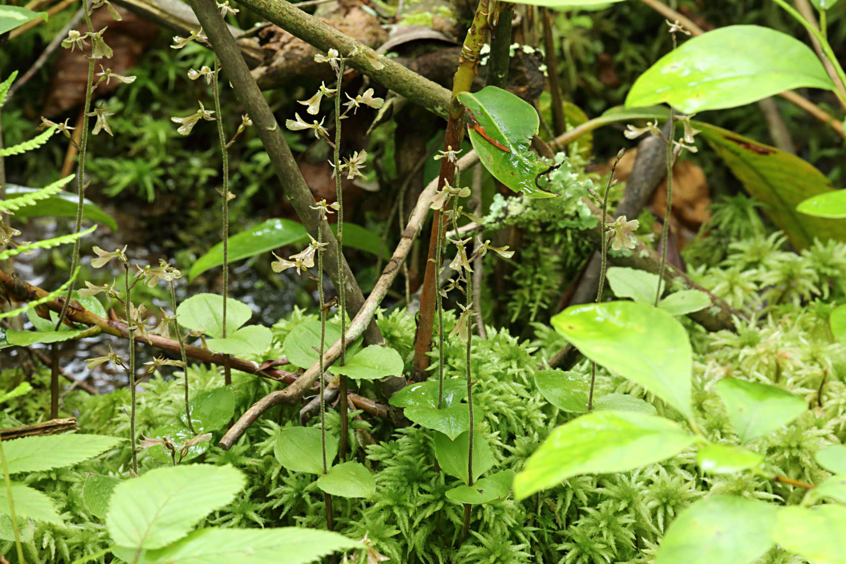 Small's Twayblade