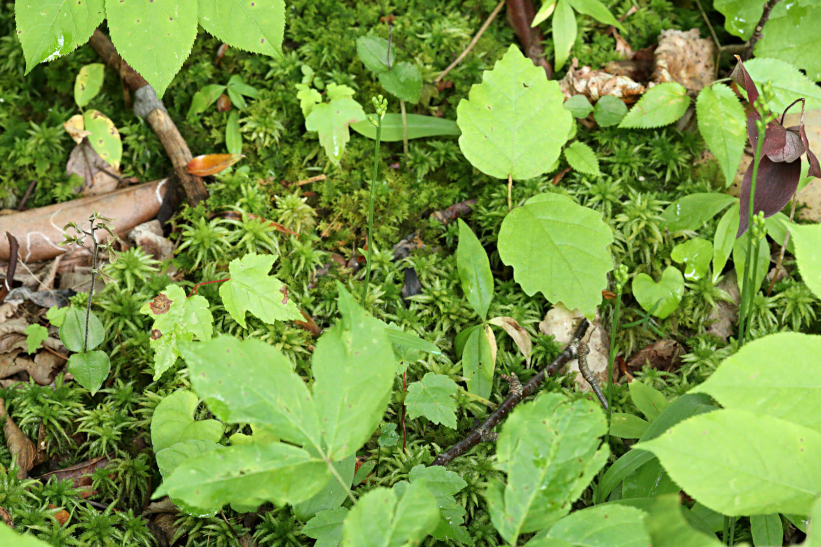 Small's Twayblade