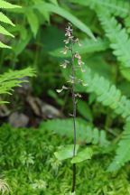 Small's Twayblade