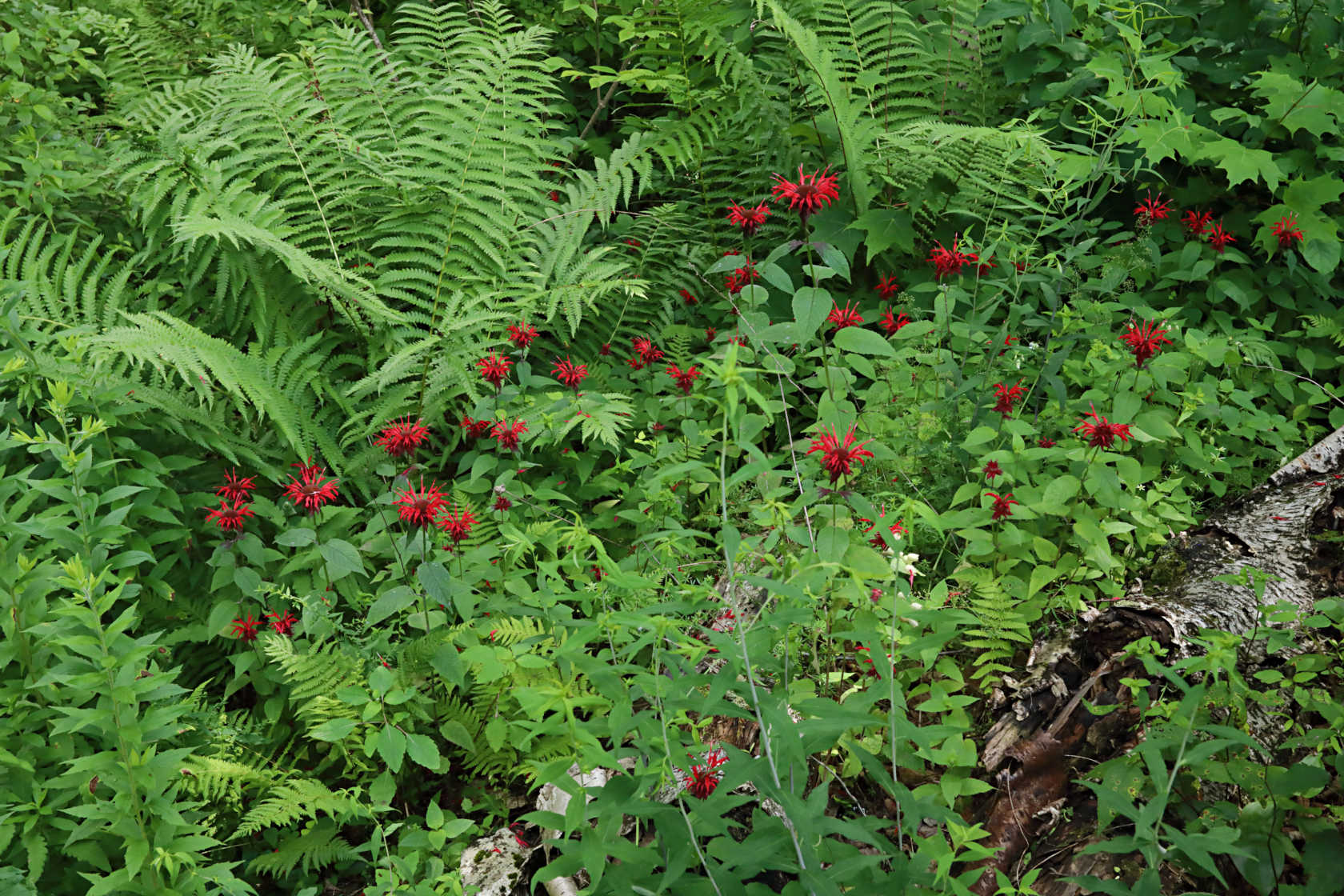 Bee Balm