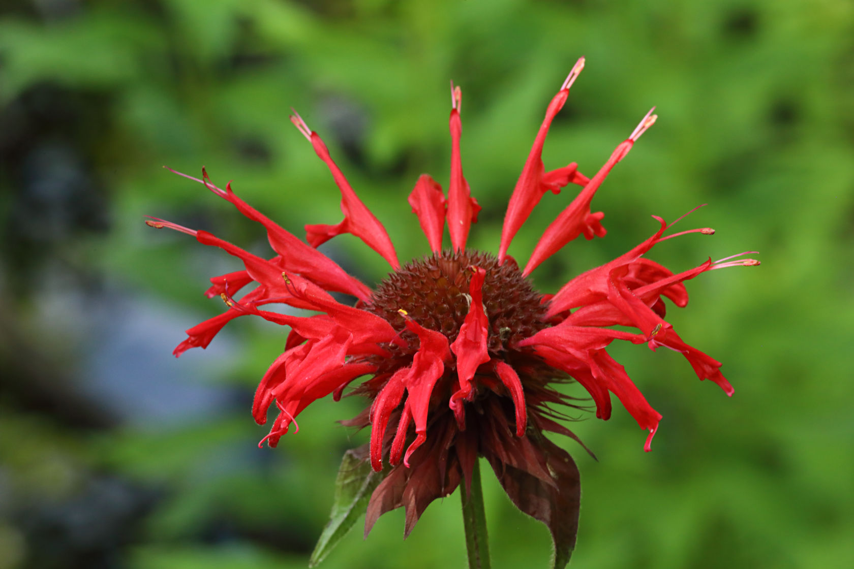 Bee Balm