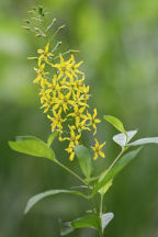 Bulbil Loosestrife