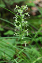 Green Fringed Orchid