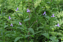 Allegheny Monkey Flower