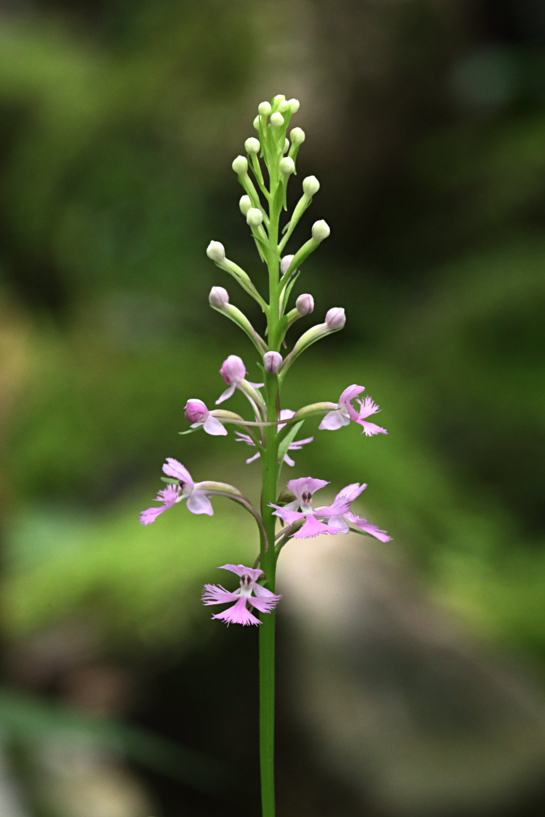 Small Purple Fringed Orchid