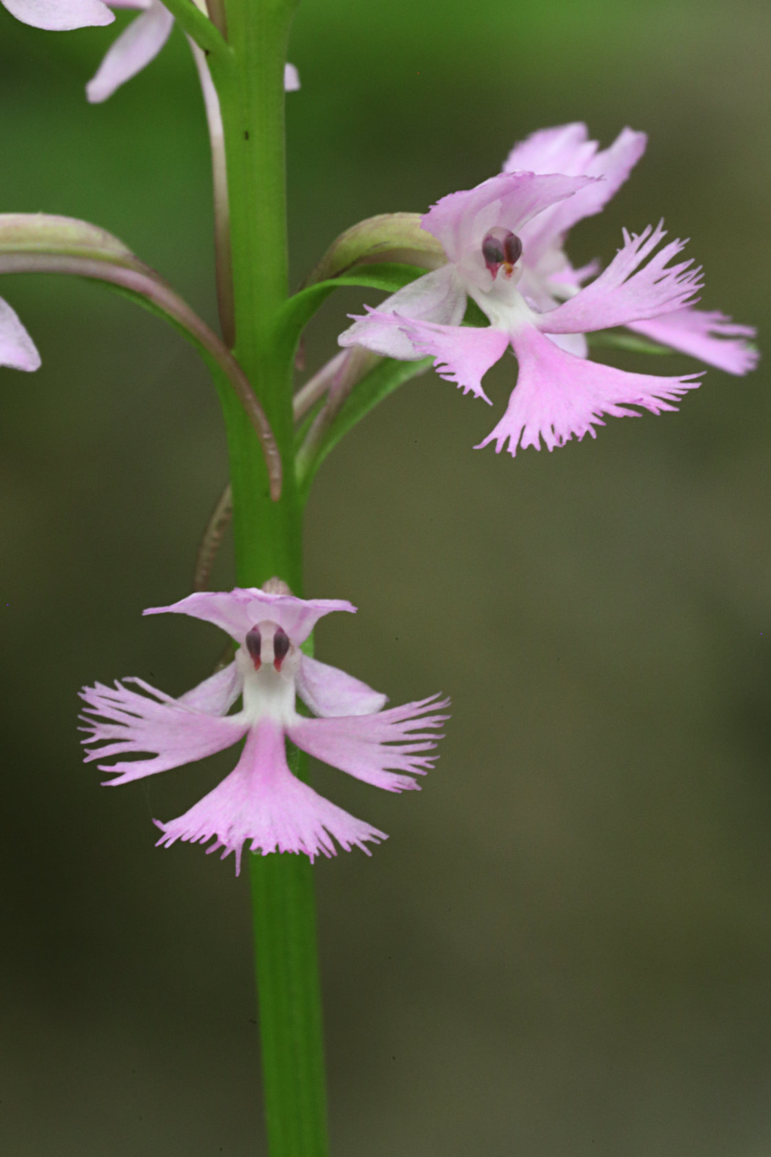 Small Purple Fringed Orchid