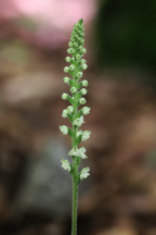 Downy Rattlesnake Plantain