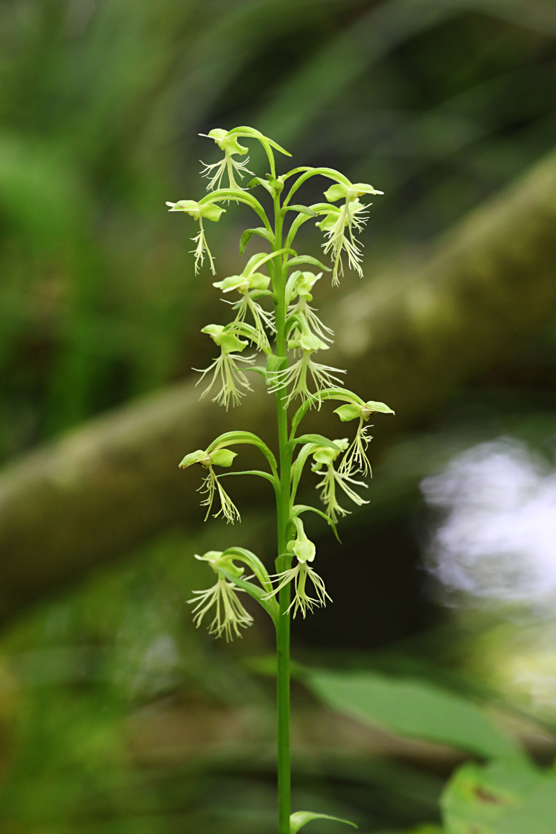 Green Fringed Orchid