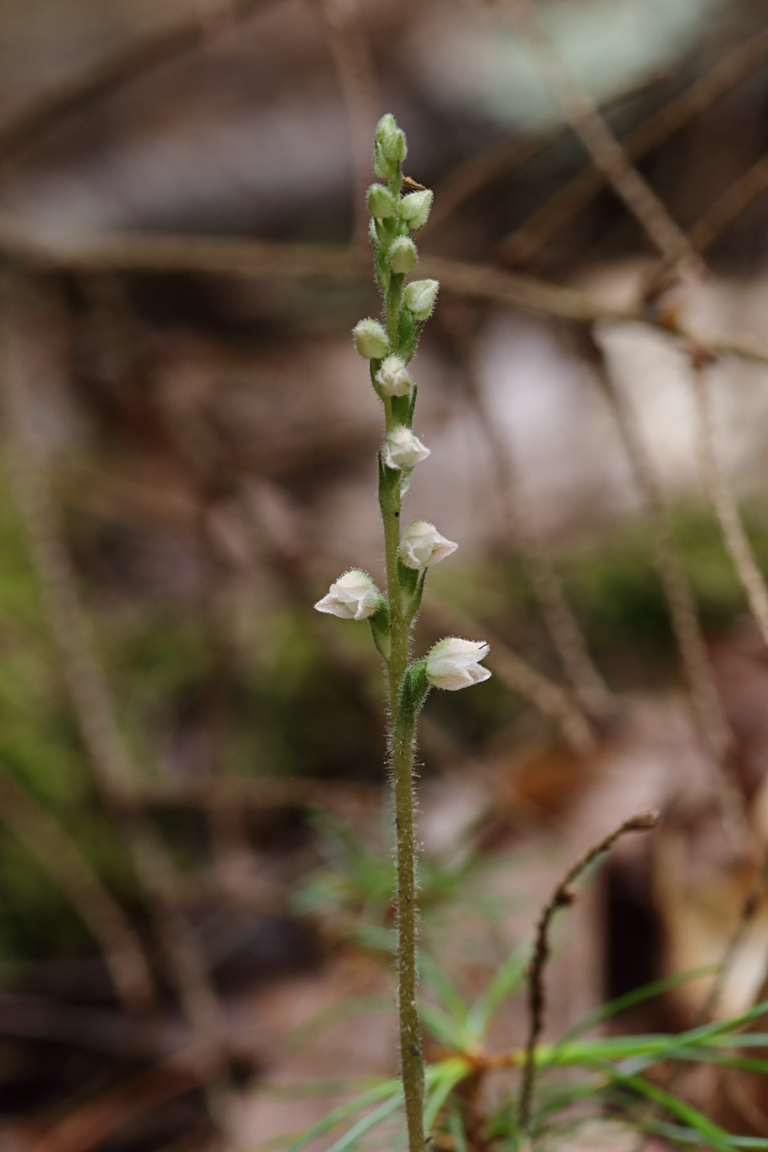 Checkered Rattlesnake Plantain