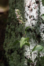 Broad-Leaved Helleborine