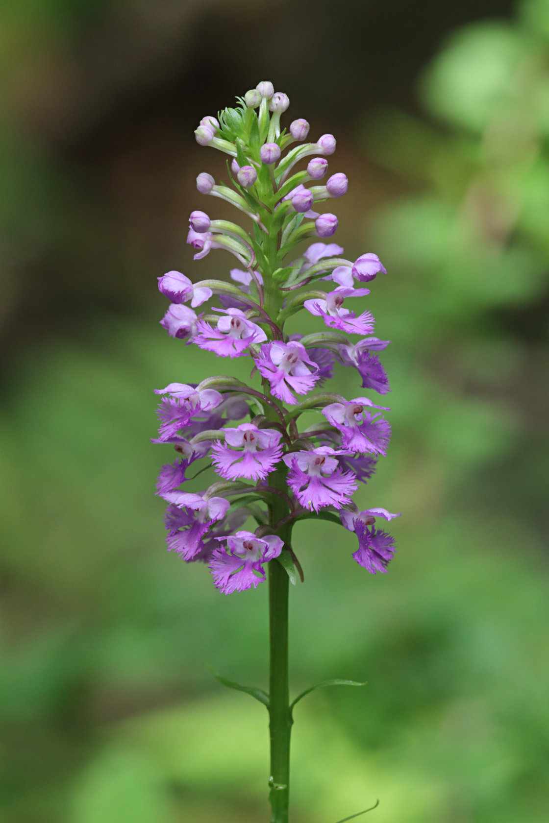 Small Purple Fringed Orchid