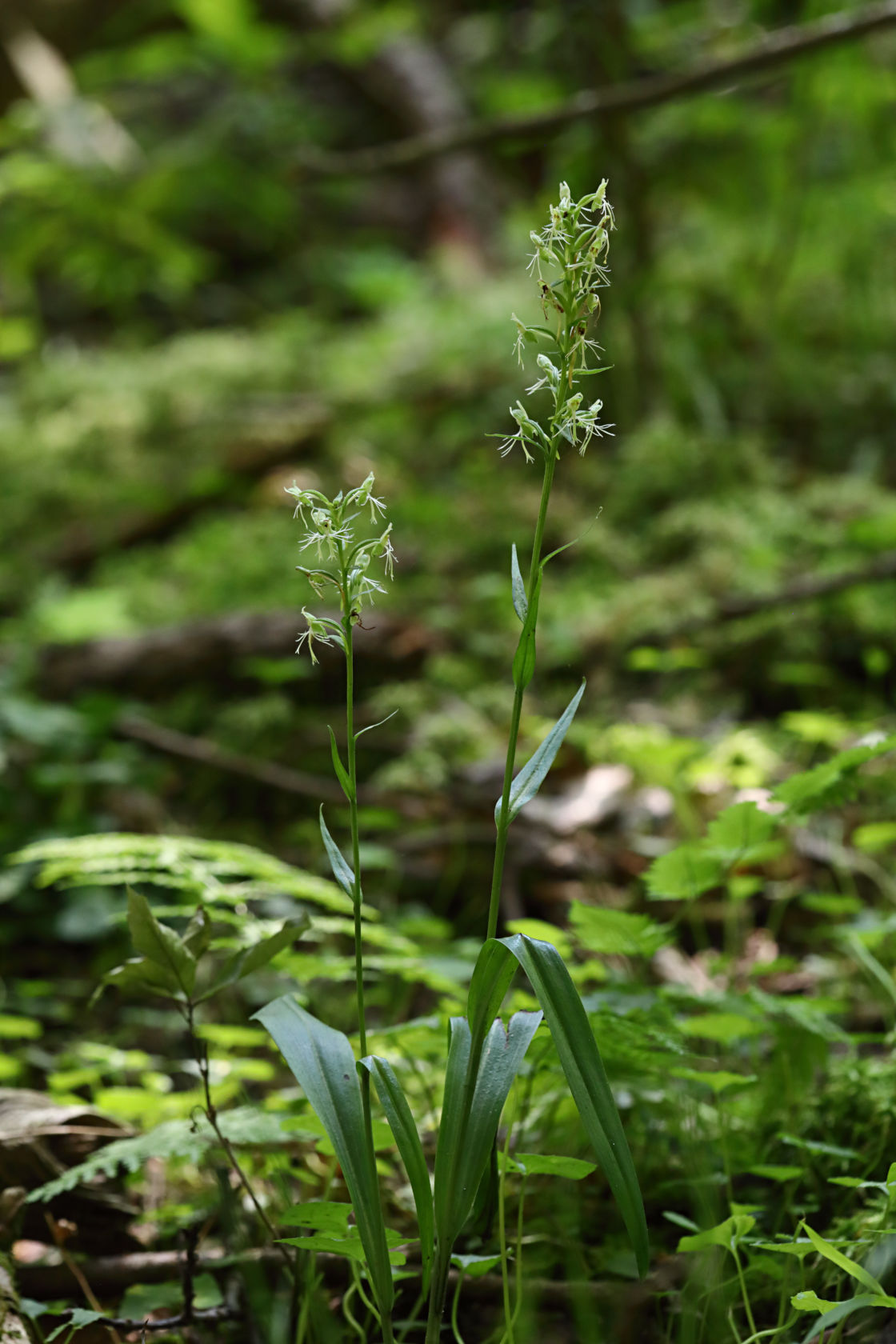 Green Fringed Orchid