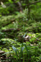 Green Fringed Orchid