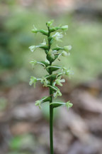 Little Club-Spur Orchid