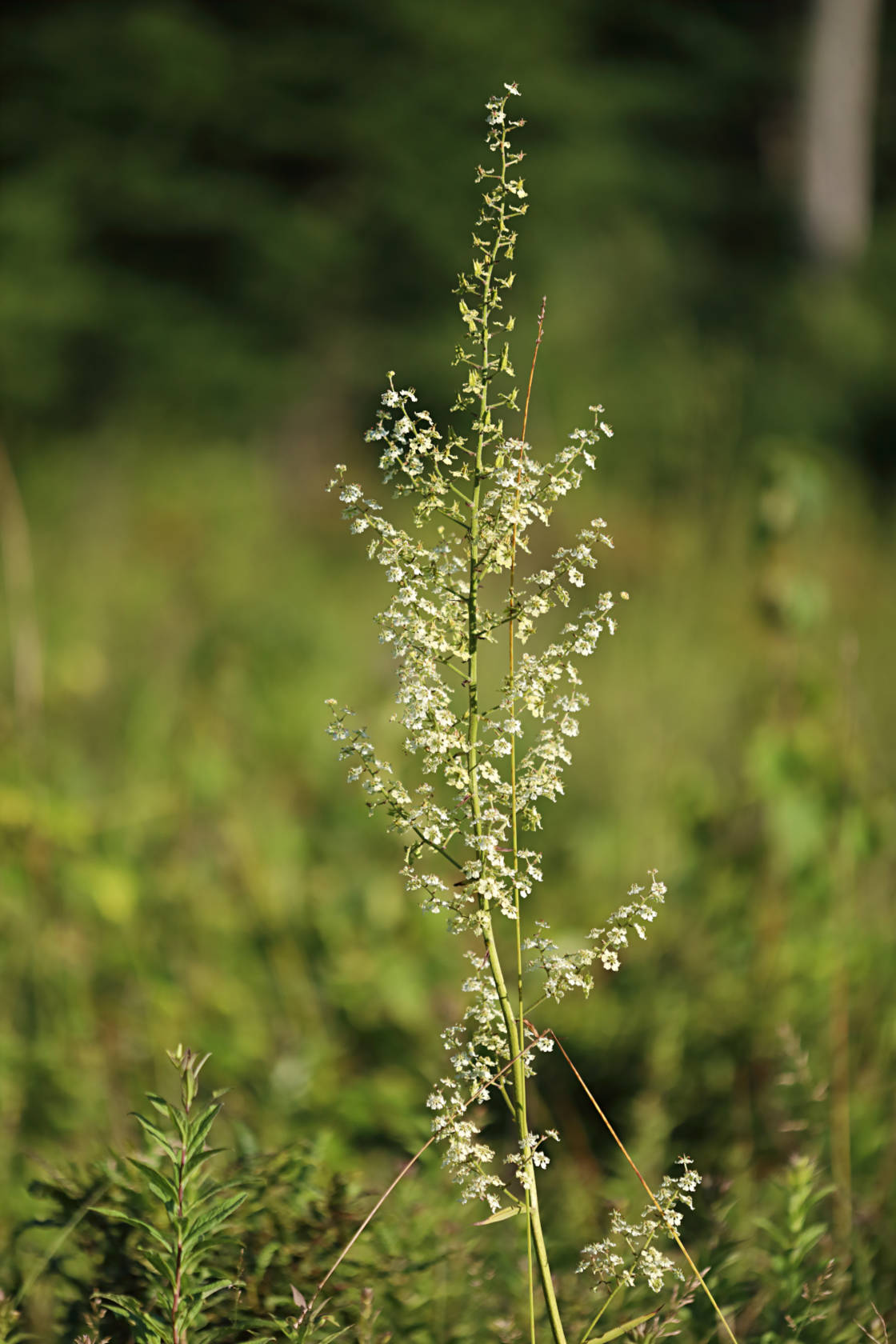 Broad Leaved Bunchflower