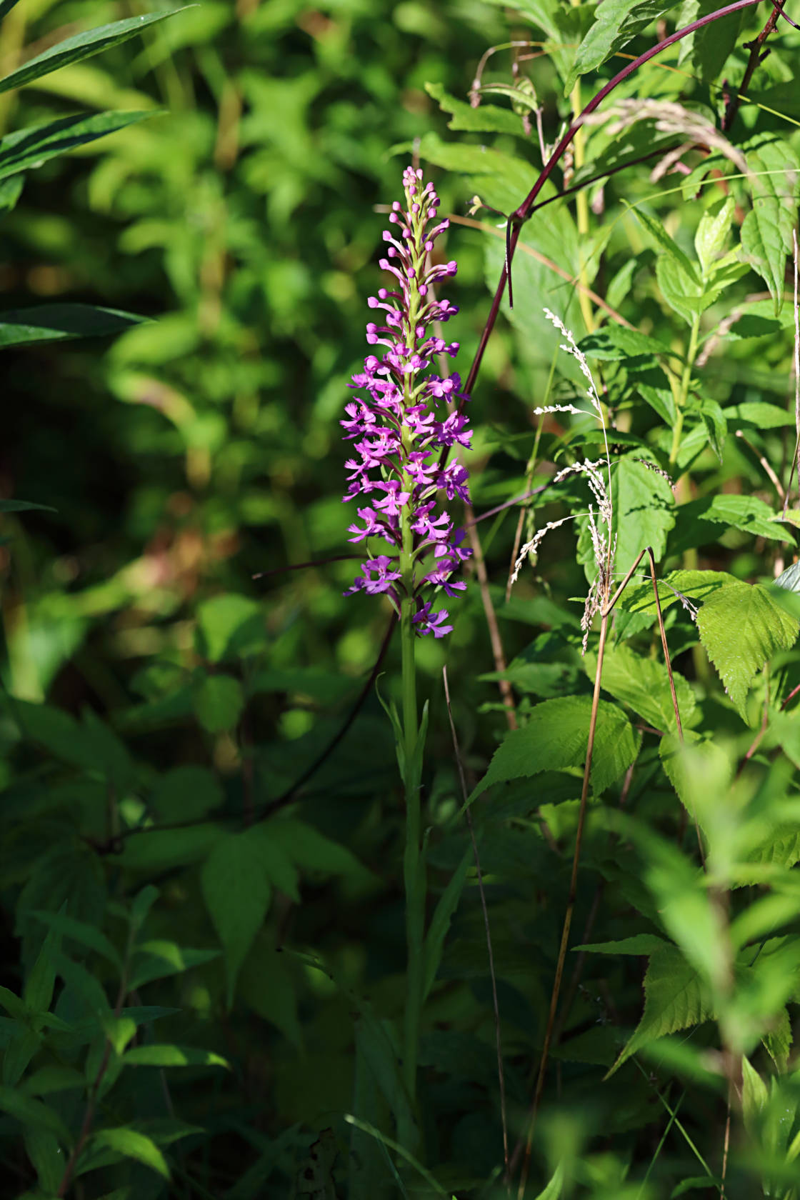 Small Purple Fringed Orchid