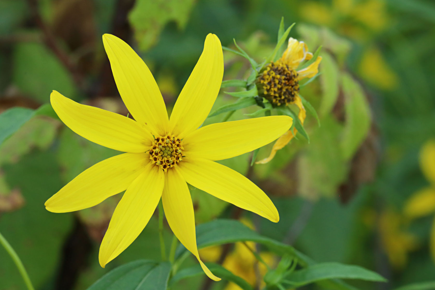 Woodland Sunflower