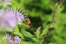 Hummingbird Clearwing Moth on Wild Bergamot